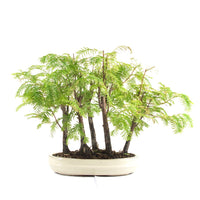 Urwelt Mammutbaum Wald 'Metasequoia glyptostroboides'