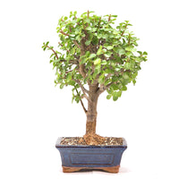 Speckbaum 'Portulacaria afra'
