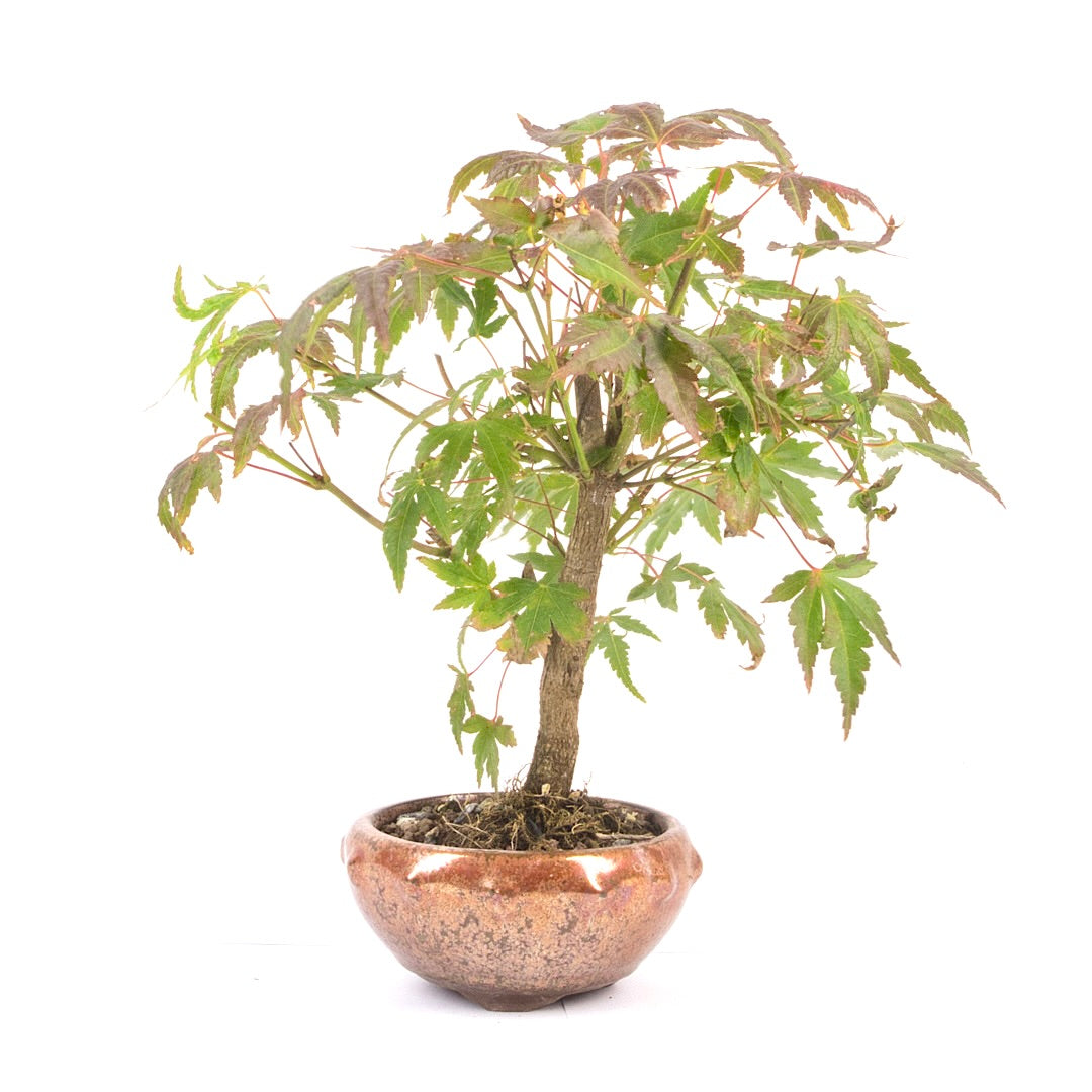 Fächer-Ahorn 'Acer palmatum'
