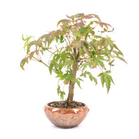 Fächer-Ahorn 'Acer palmatum'