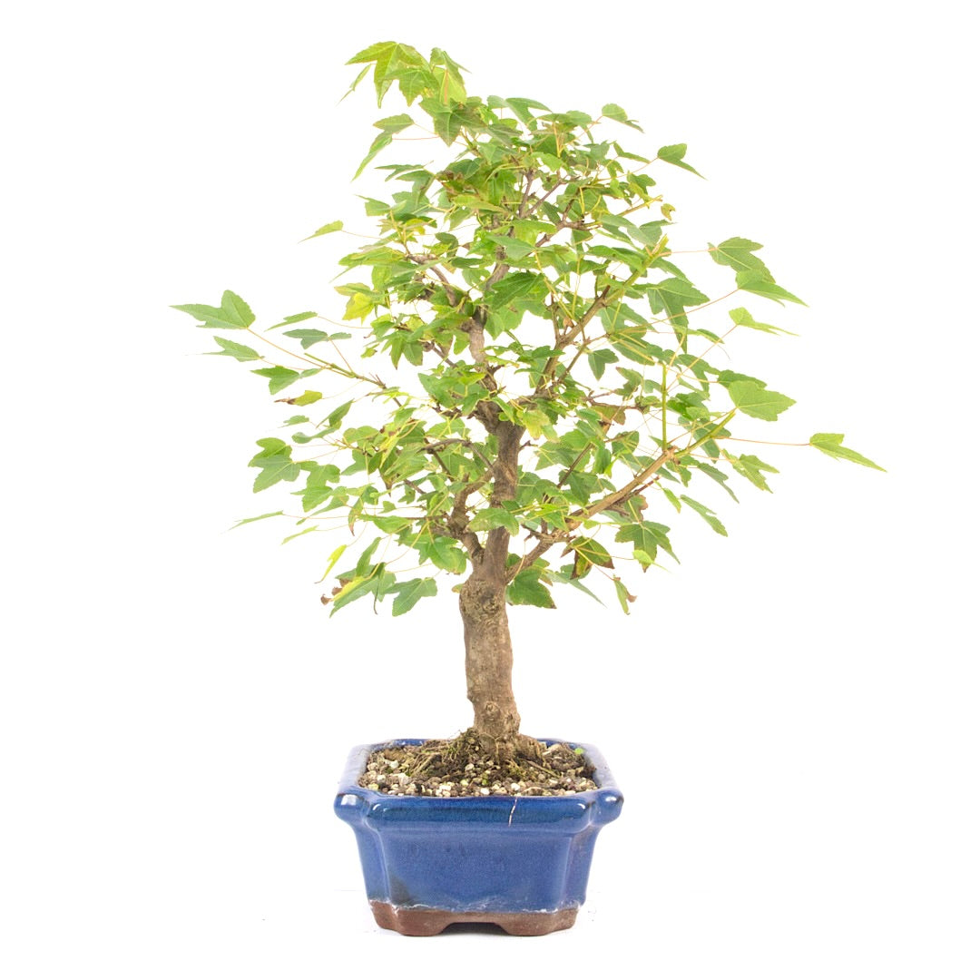 Dreispitz-Ahorn 'Acer buergerianum'