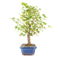 Dreispitz-Ahorn 'Acer buergerianum'