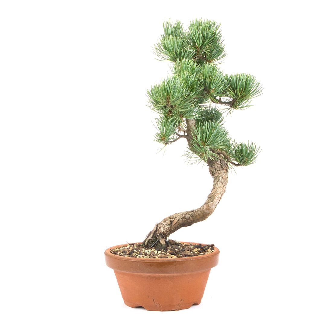 Mädchenkiefer 'Pinus parviflora'