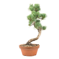 Mädchenkiefer 'Pinus parviflora'