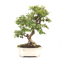 Fächer- Zwergmispel 'Cotoneaster horizontalis'