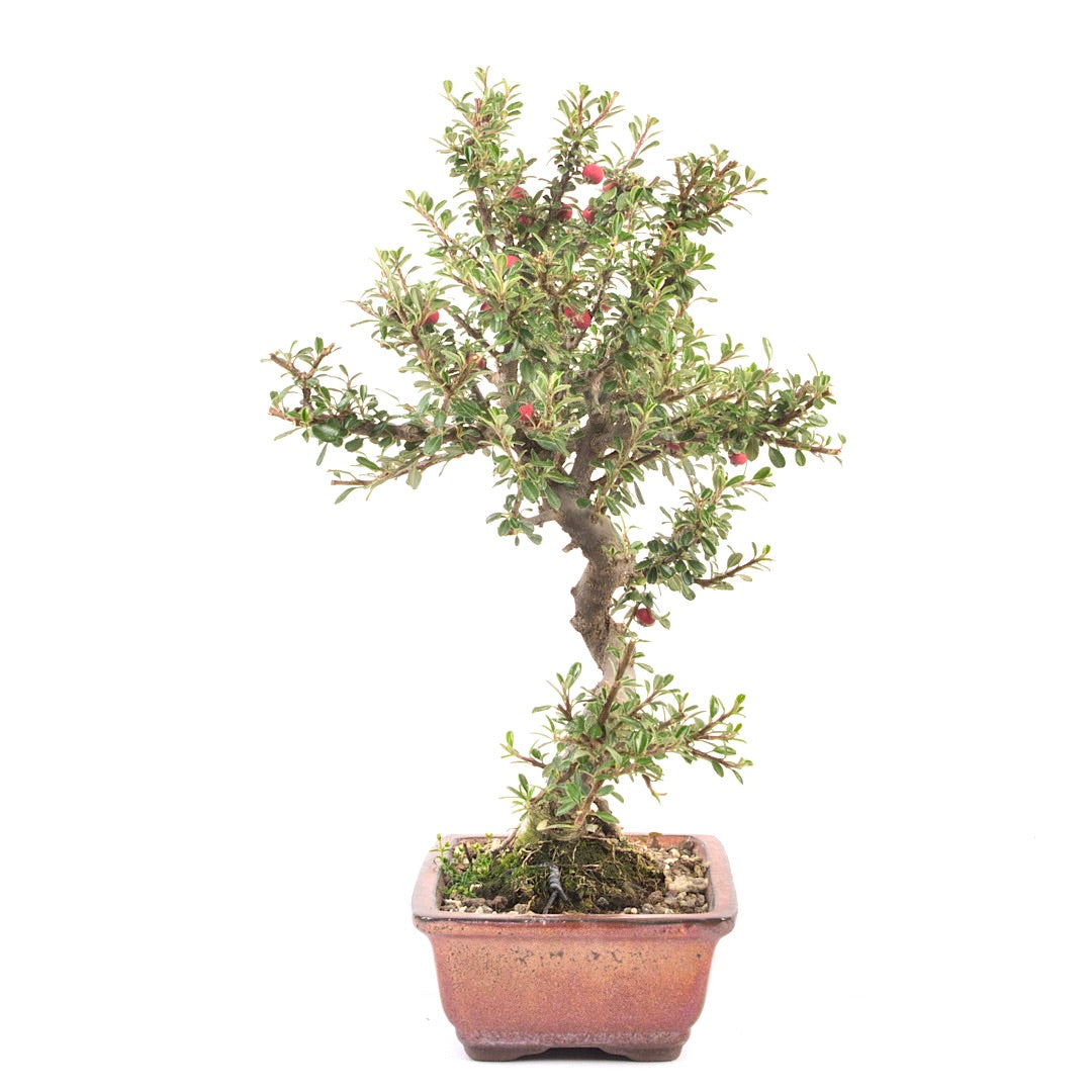 Fächer- Zwergmispel 'Cotoneaster horizontalis'