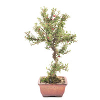 Fächer- Zwergmispel 'Cotoneaster horizontalis'