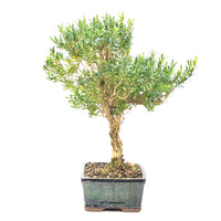 Chinesischer Buchsbaum 'Buxus harlandii'