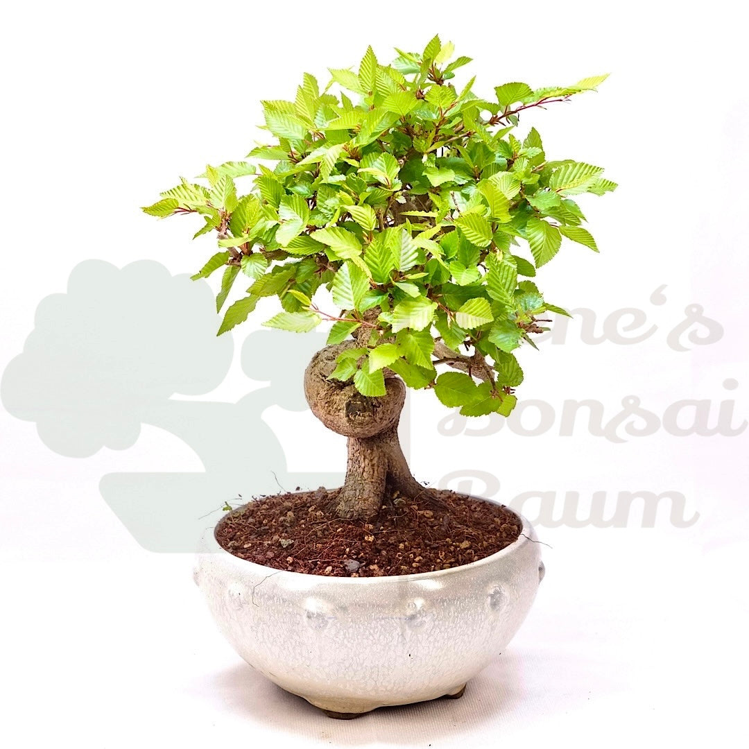 Koreanische Hainbuche ‚Carpinus turczaninowi‘