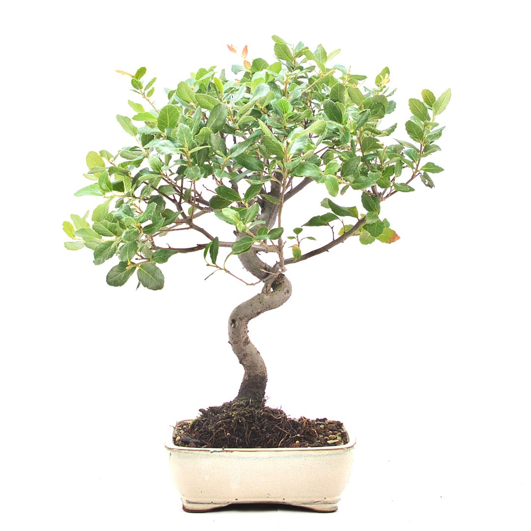 Kork-Eiche 'Quercus suber'