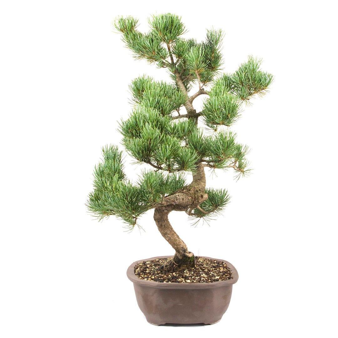 Mädchenkiefer 'Pinus parviflora'
