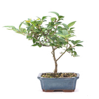 Japanische Winterbeere ' Ilex serrata'