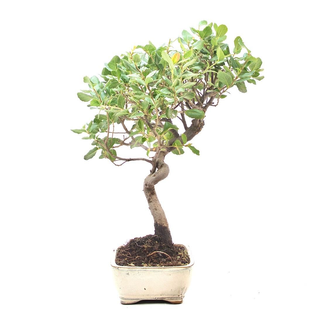 Kork-Eiche 'Quercus suber'