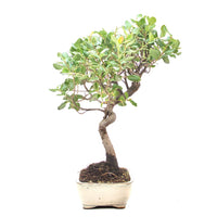 Kork-Eiche 'Quercus suber'