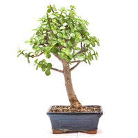 Speckbaum 'Portulacaria afra'