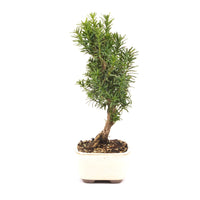 Eibe Hybrid 'Taxus media'