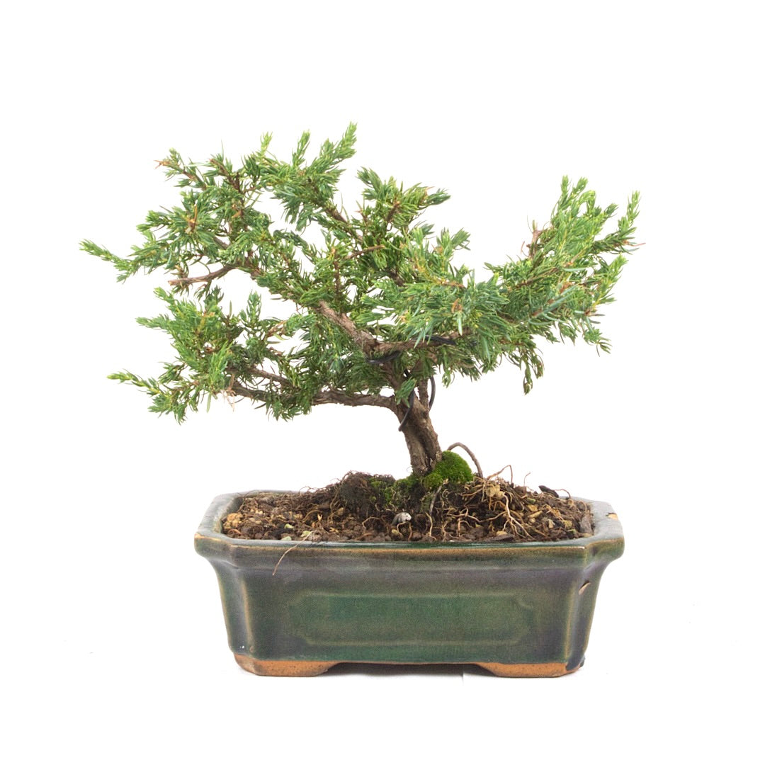 Kissen Wacholder 'Juniperus procumbens Nana'