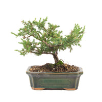 Kissen Wacholder 'Juniperus procumbens Nana'