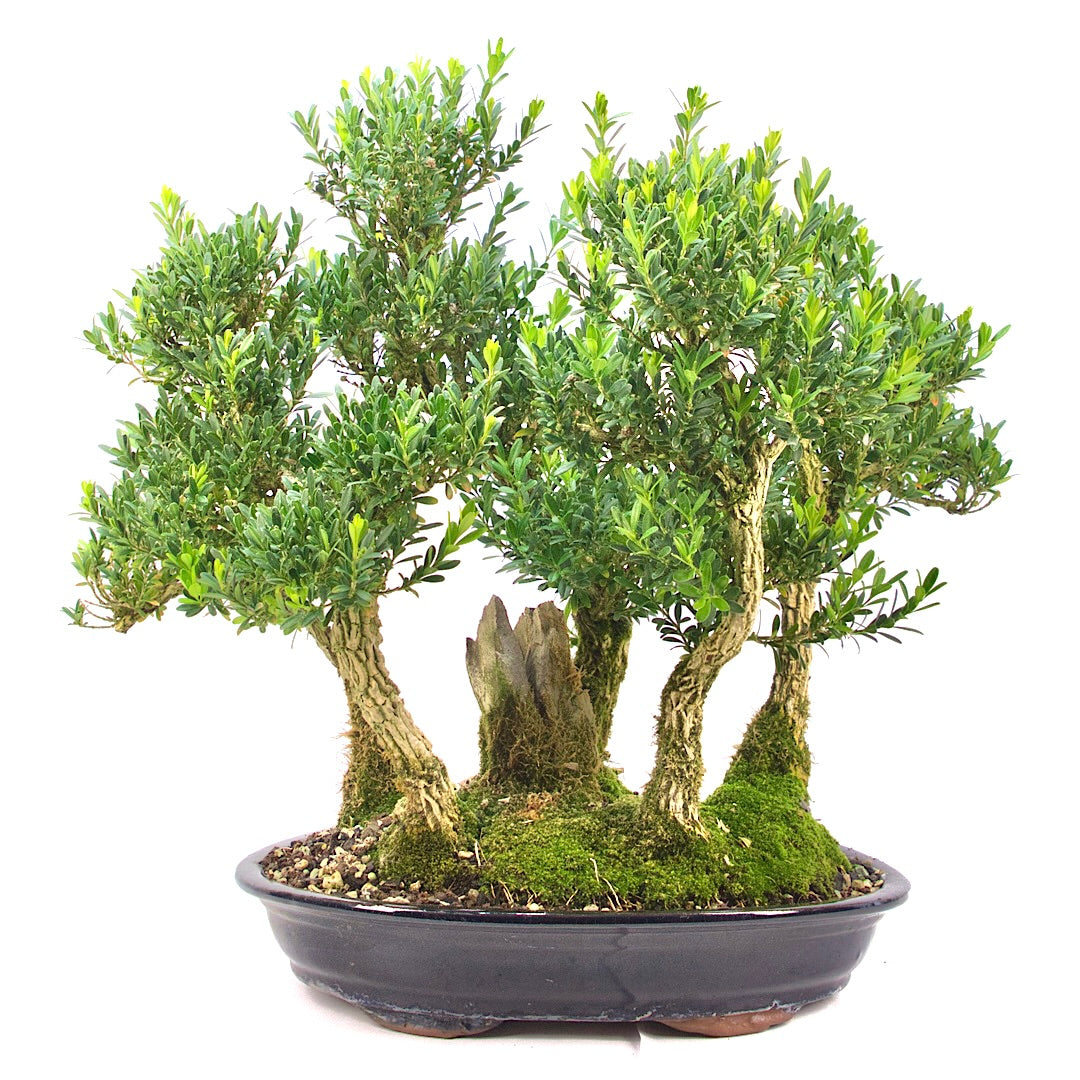 Chinesischer Buchsbaum 'Buxus harlandii'