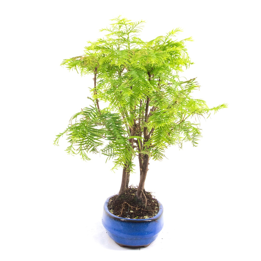 Urwelt Mammutbaum Wald 'Metasequoia glyptostroboides'