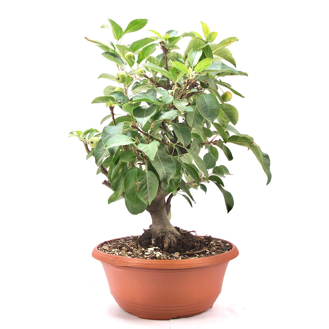 Zierapfel 'Malus spec.'