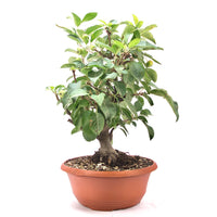 Zierapfel 'Malus spec.'