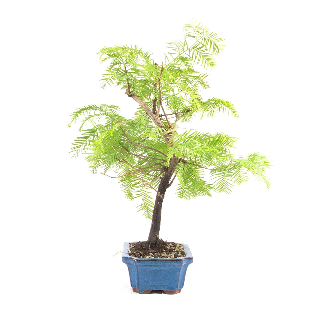 Urwelt Mammutbaum 'Metasequoia glyptostroboides'