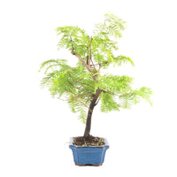 Urwelt Mammutbaum 'Metasequoia glyptostroboides'