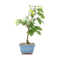 Rotbuche 'Fagus sylvatica'