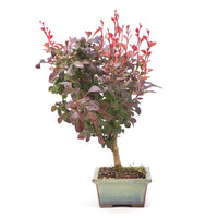 Blutberberitze 'Berberis thunbergii 'Atropurpurea'