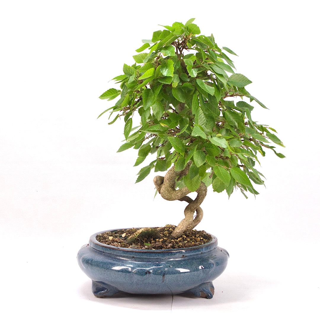 Koreanische Hainbuche ‚Carpinus turczaninowi‘