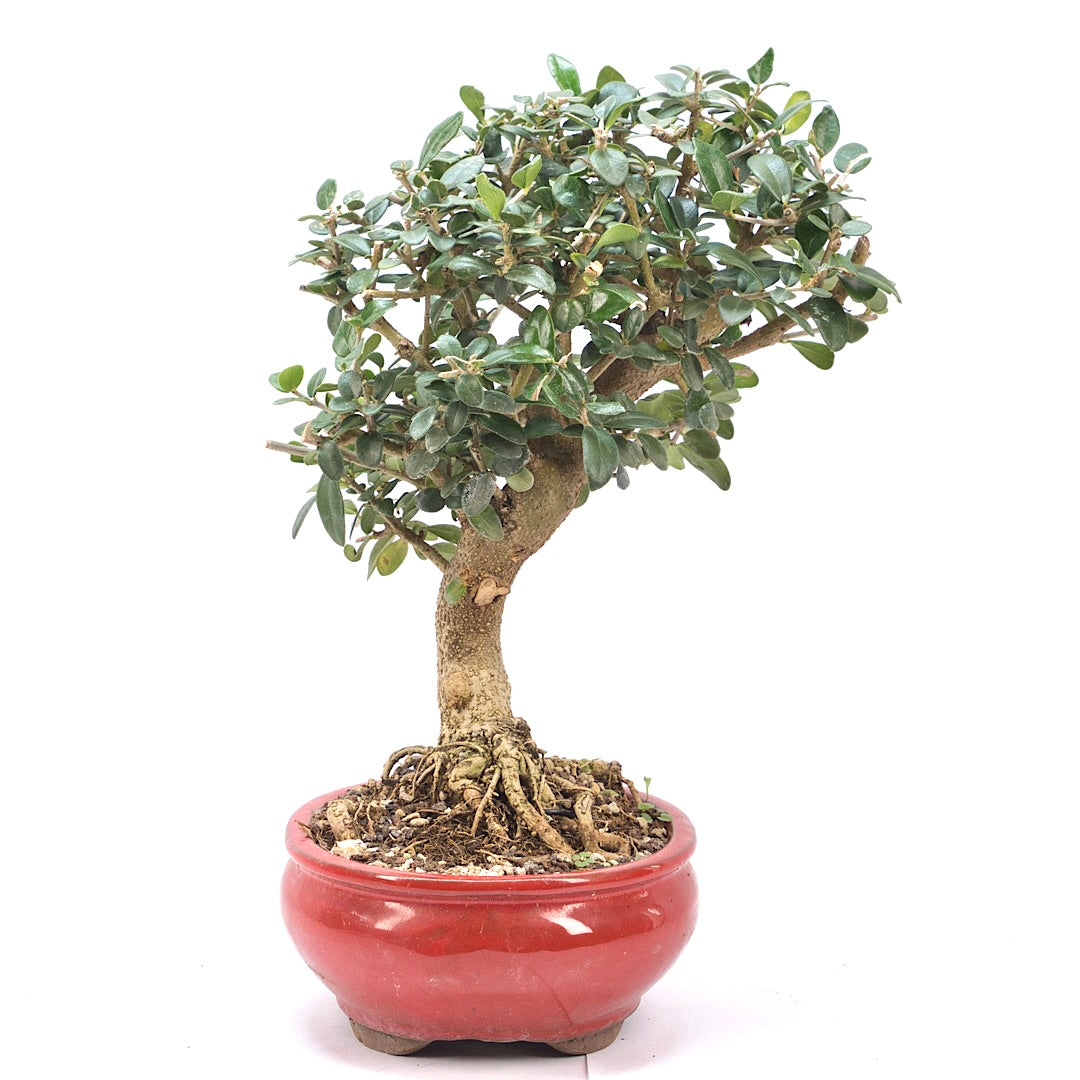 Wild-Olive 'Olea europaea sylvestris '