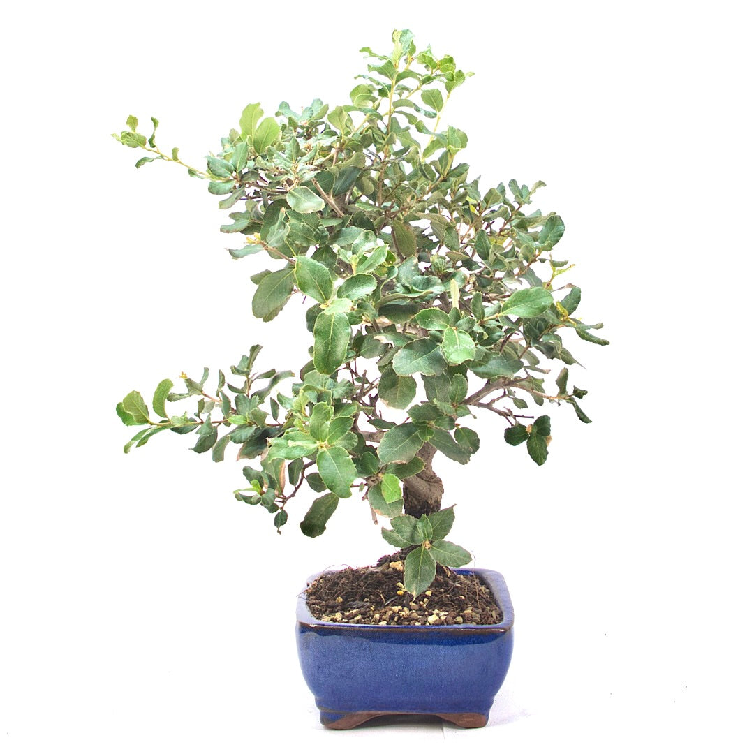 Kork-Eiche 'Quercus suber'