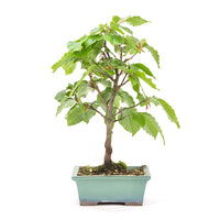 Rotbuche 'Fagus sylvatica'