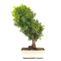Eibe Hybrid 'Taxus media'