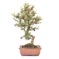 Fächer- Zwergmispel 'Cotoneaster horizontalis'