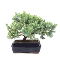 Kissen Wacholder 'Juniperus procumbens Nana'