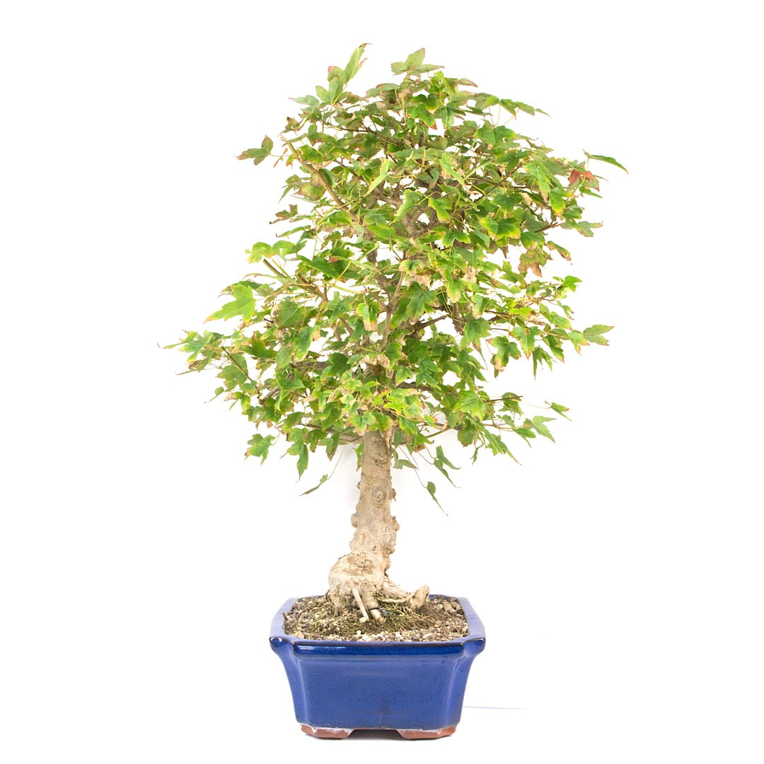 Dreispitz-Ahorn 'Acer buergerianum'