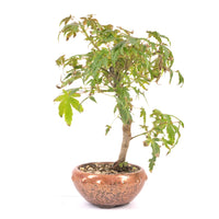 Fächer-Ahorn 'Acer palmatum'