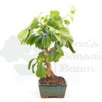 Ginkgo biloba 'Fächerblattbaum'