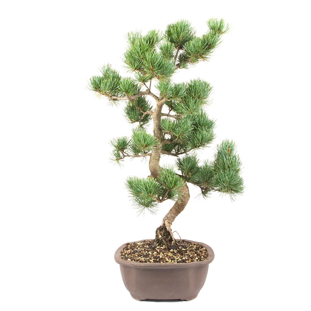 Mädchenkiefer 'Pinus parviflora'