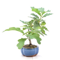 Stileiche 'Quercus robur'
