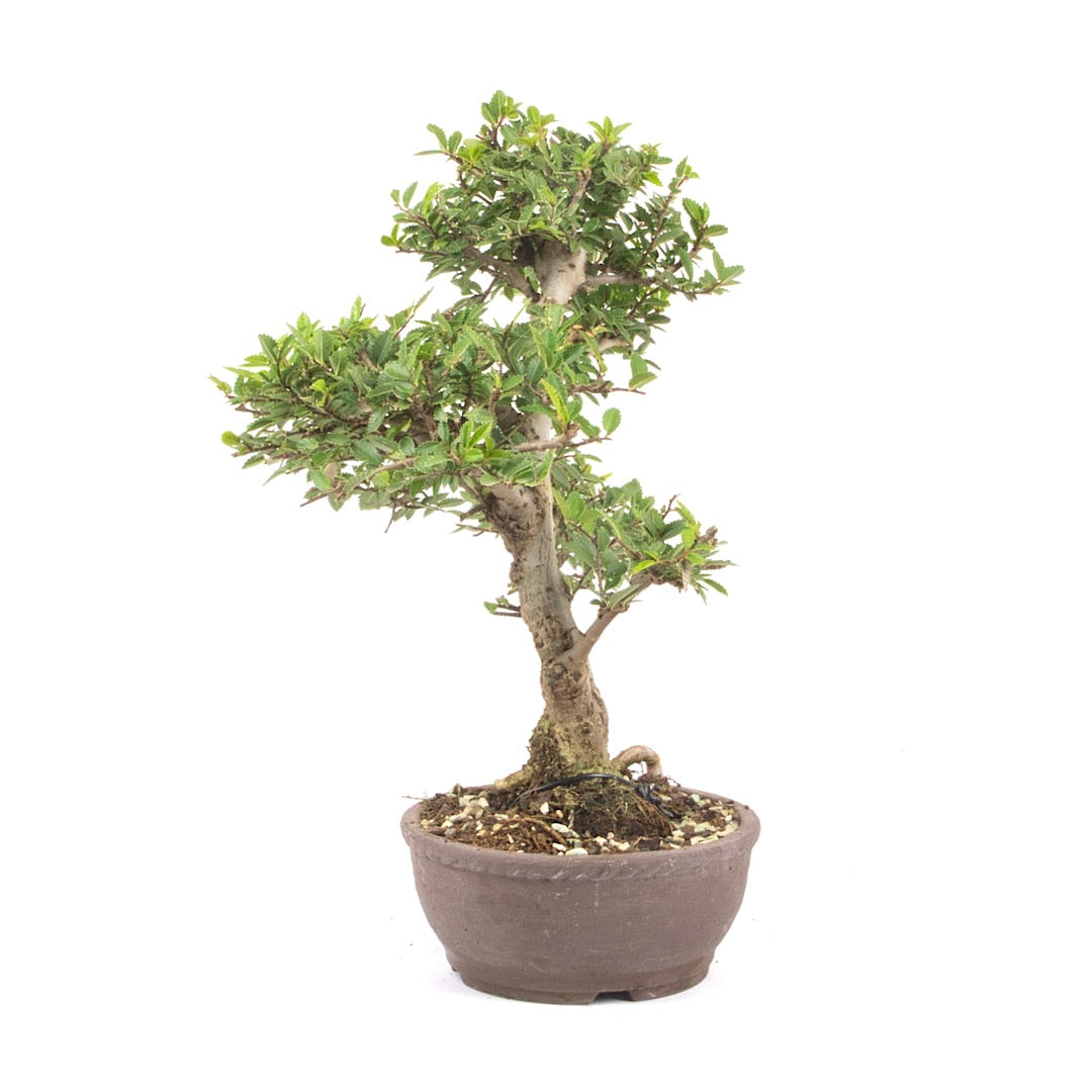Japanische Ulme 'Ulmus japonica'