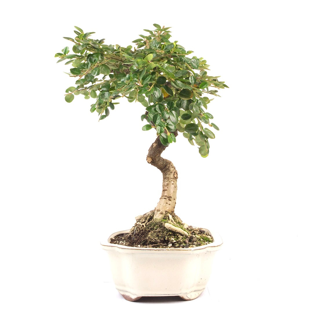 Fächer- Zwergmispel 'Cotoneaster horizontalis'