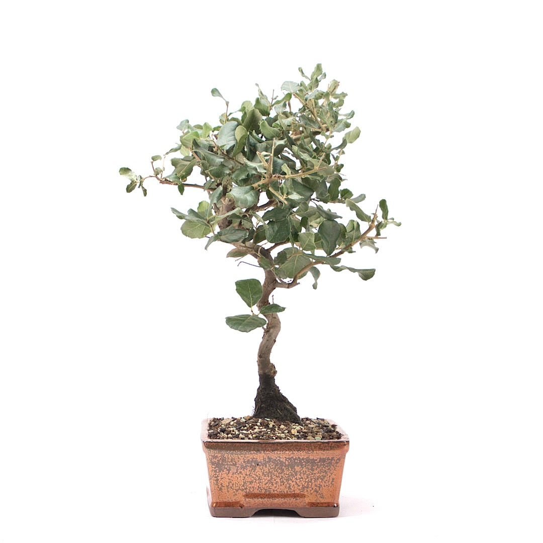 Kork-Eiche 'Quercus suber'