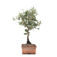 Kork-Eiche 'Quercus suber'