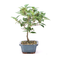 Japanische Winterbeere ' Ilex serrata'