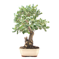 Kork-Eiche 'Quercus suber'