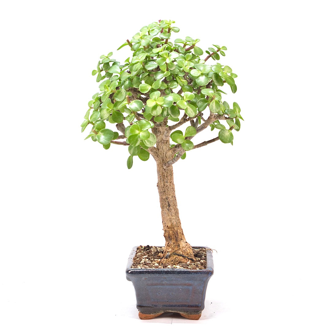 Speckbaum 'Portulacaria afra'
