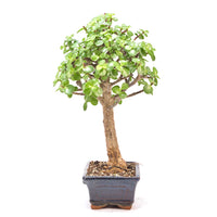 Speckbaum 'Portulacaria afra'